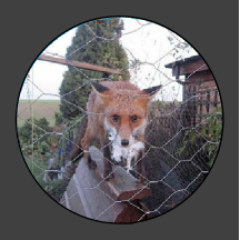 Hexagonal Wire Netting