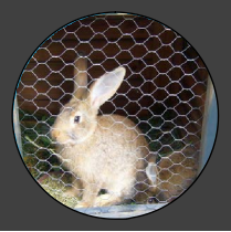 Hexagonal Wire Netting